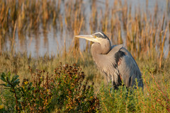 Ardea herodias