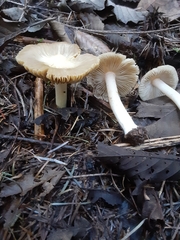 Inocybe albodisca