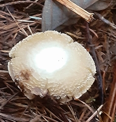 Inocybe albodisca