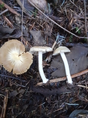 Inocybe albodisca