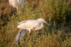 Egretta thula