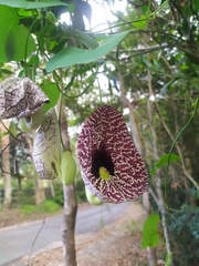Aristolochia littoralis