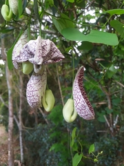 Aristolochia littoralis
