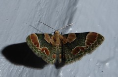 Chloroclystis lichenodes