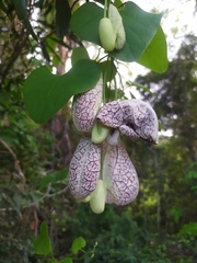 Aristolochia littoralis