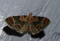 Chloroclystis lichenodes