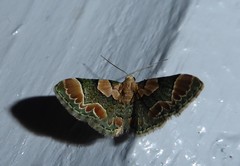 Chloroclystis lichenodes