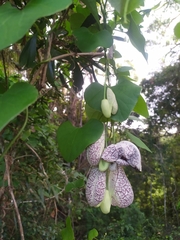 Aristolochia littoralis