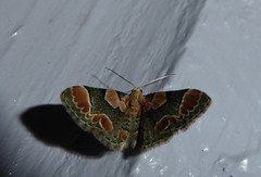 Chloroclystis lichenodes