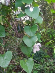 Aristolochia littoralis