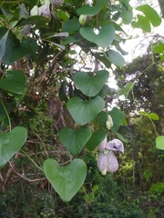 Aristolochia littoralis