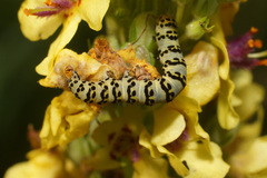 Cucullia lychnitis