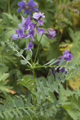 Vicia sosnowskyi