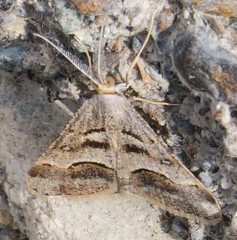 Isturgia disputaria