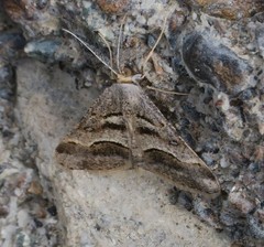 Isturgia disputaria