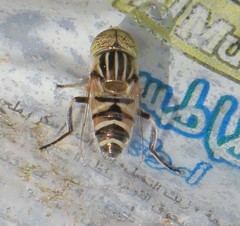 Eristalinus tabanoides