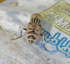 Eristalinus tabanoides