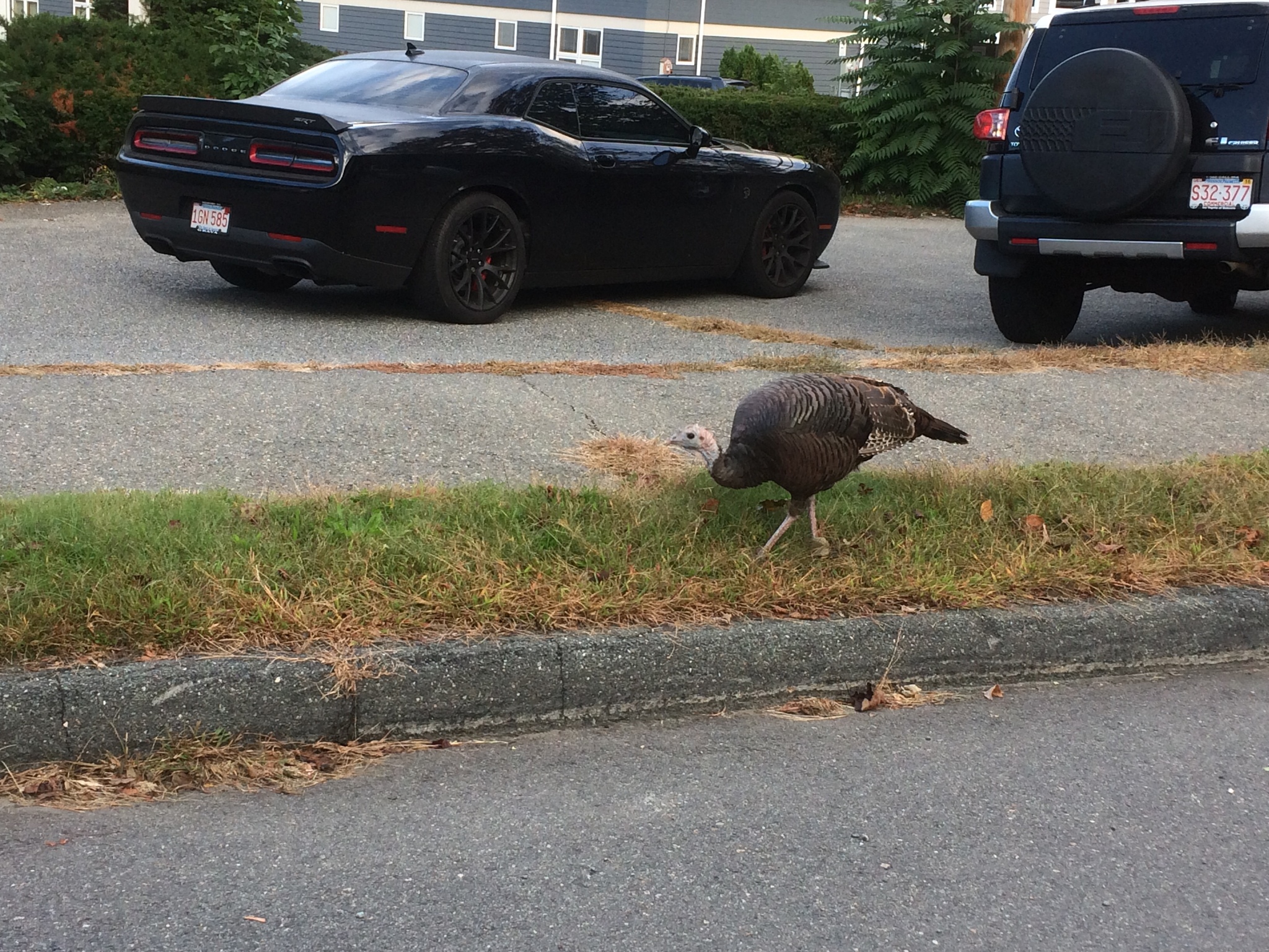 Wild Turkey