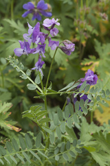 Vicia sosnowskyi