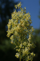 Thalictrum simplex galioides