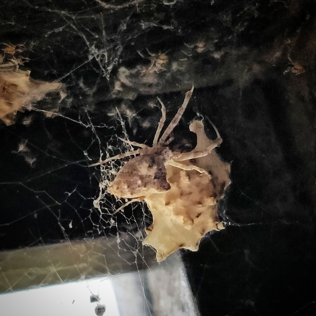Uloborus furunculus