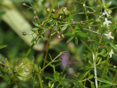 Aceria galiobia