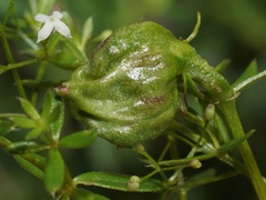 Aceria galiobia