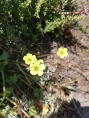 Oxalis compressa