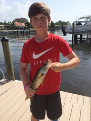 Centropomus undecimalis