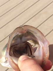 Centropomus undecimalis