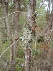 Pseudocyphellaria granulata