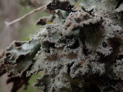 Pseudocyphellaria granulata