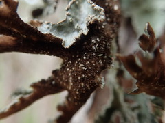 Pseudocyphellaria granulata