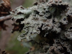 Pseudocyphellaria granulata
