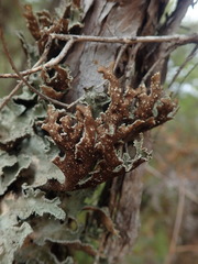 Pseudocyphellaria granulata