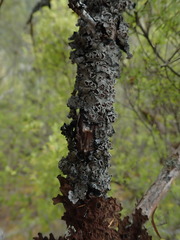 Degelia duplomarginata