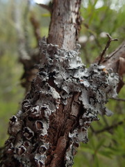 Degelia duplomarginata