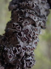 Degelia duplomarginata