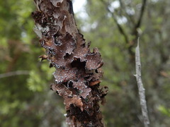 Pseudocyphellaria intricata