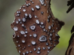 Pseudocyphellaria intricata