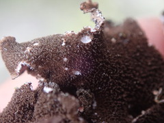 Pseudocyphellaria intricata