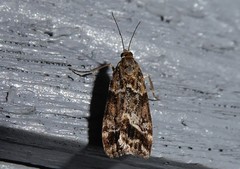 Eudonia legnota