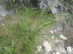 Carex cremnicola