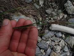 Carex cremnicola