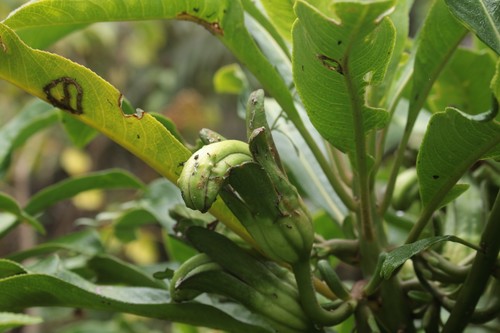 Clermontia arborescens ssp. arborescens