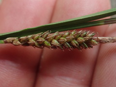 Carex cremnicola