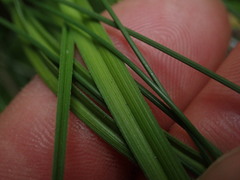 Carex cremnicola
