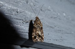 Eudonia legnota