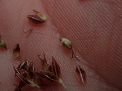 Carex cremnicola