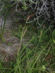 Carex cremnicola